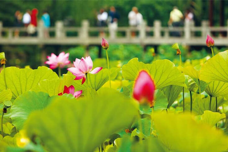 Prenez des photos avec l’étang aux lotus