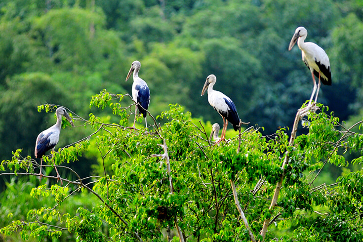Jardin d’oiseaux de Thung Nham