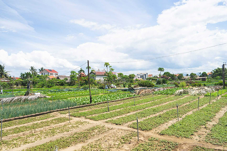 Histoire du village de légumes de Tra Que